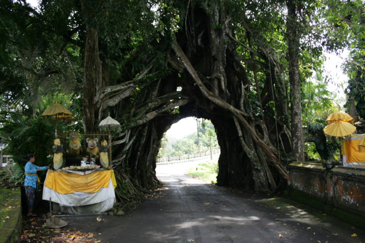 road through banyan tree